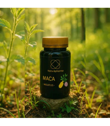 MACA